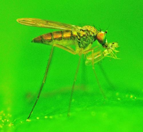Réf. 359 943 : Sciapus platypterus